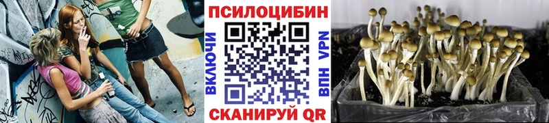 купить закладку  Грязи  hydra зеркало  Галлюциногенные грибы мицелий 